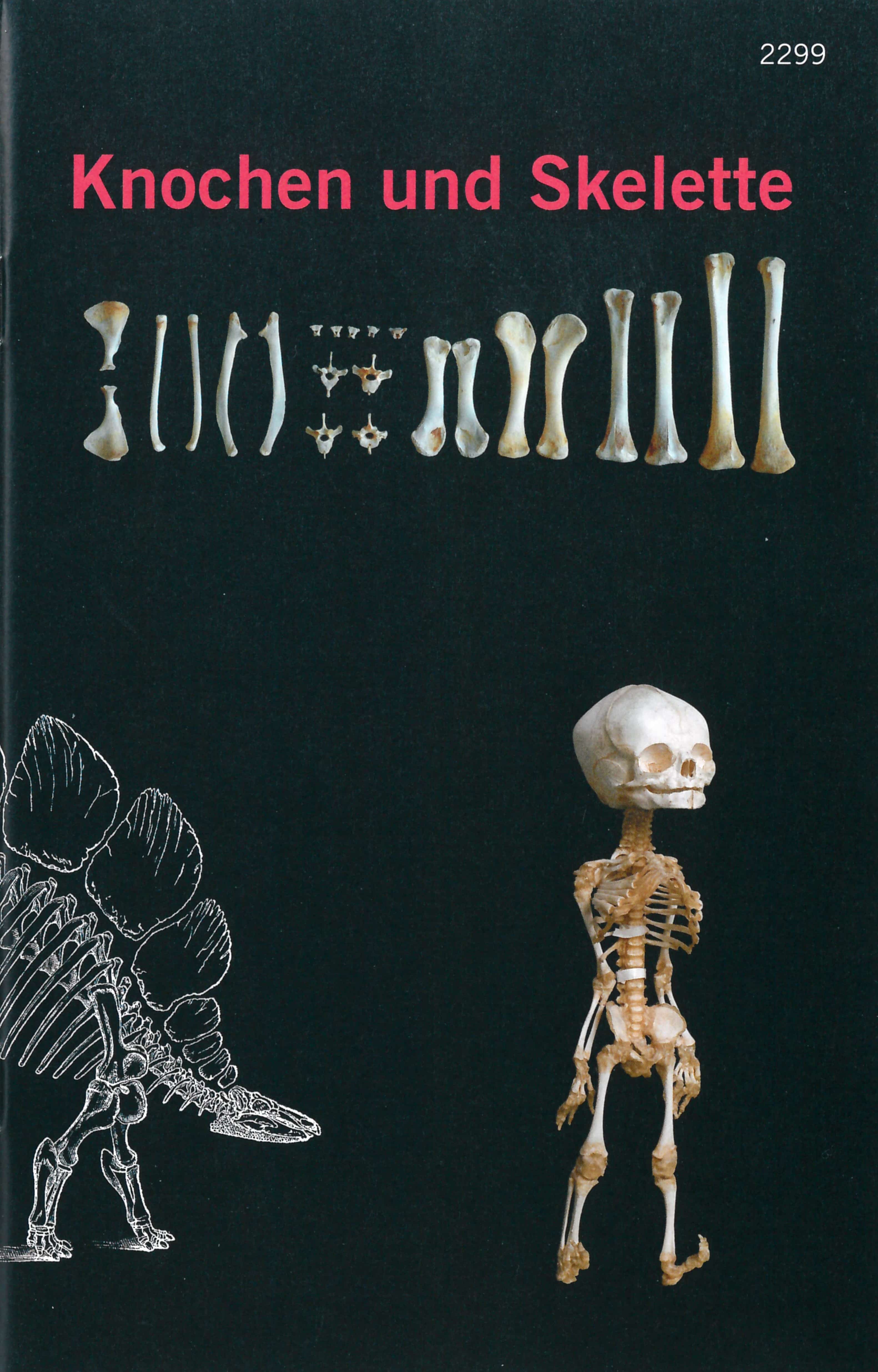 Knochen und Skelette, ein Kinderbuch von Claudia Ruetsche/Annina Keller, Illustration von Hanna Jufer/ Linda Wyss, SJW Verlag